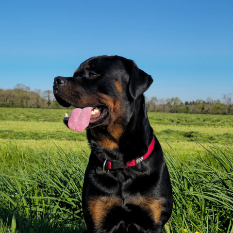 Moon, chien de l’équipe