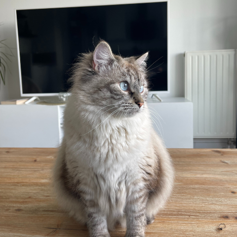 Salsa, chat sibérien