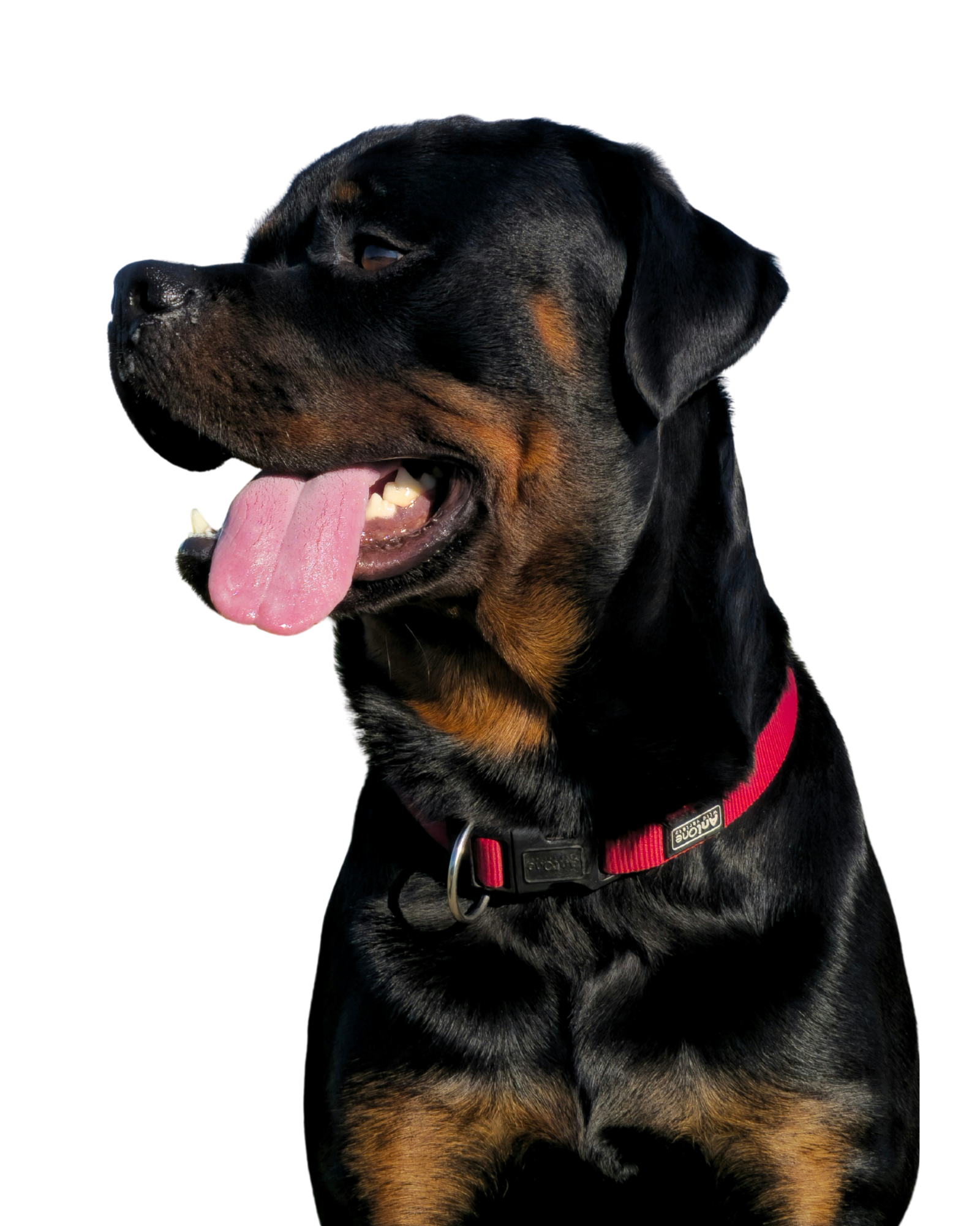 Chien Wellap