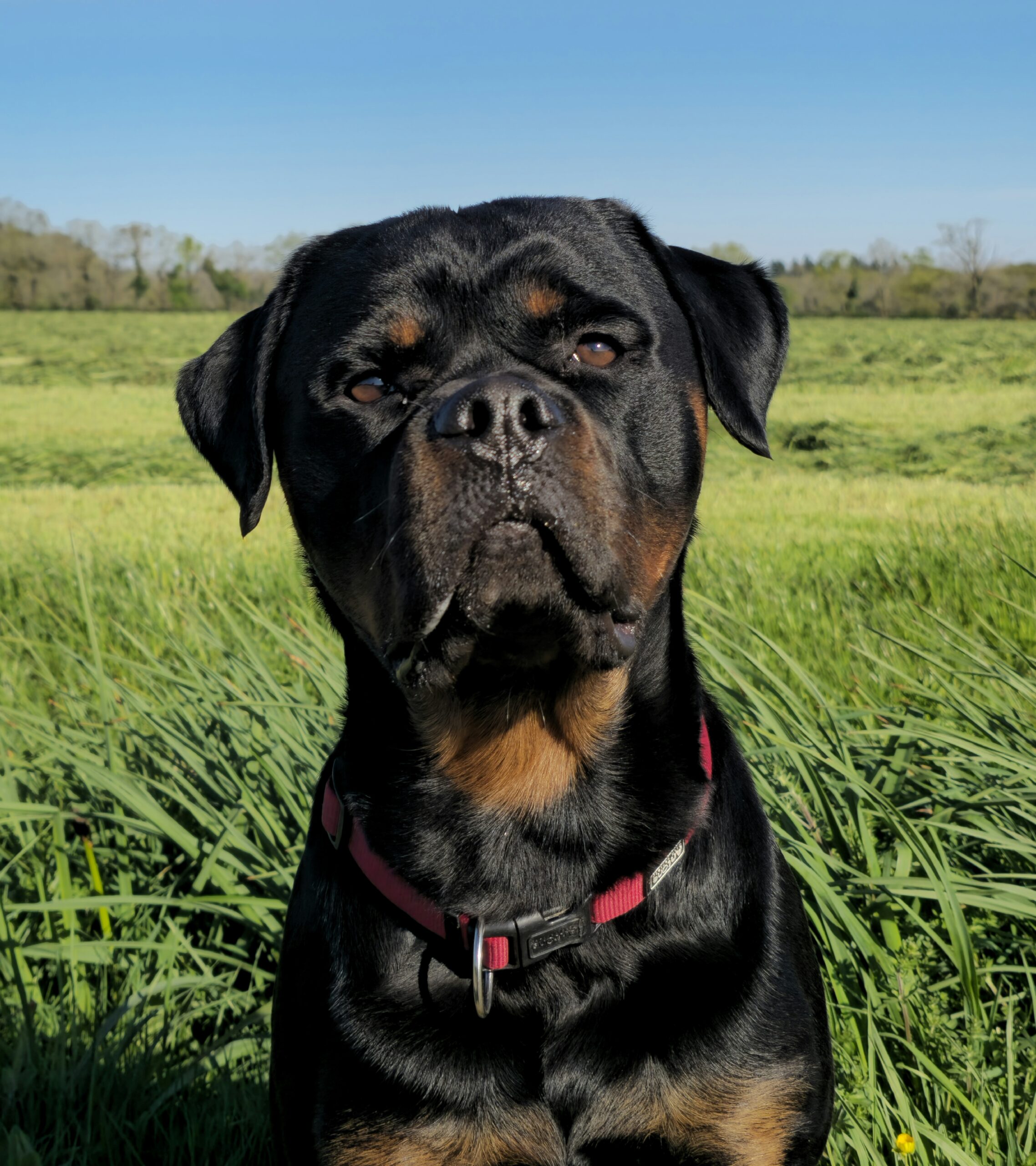 Moon, chien de l’équipe