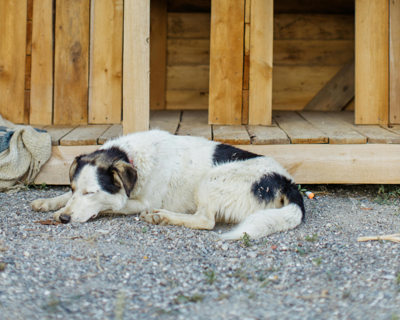Règles sanitaires pour refuges, pensions et élevages